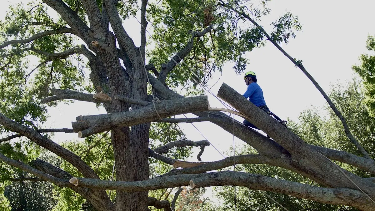 Professional Crown Thinning performed by certified arborists in Maurice